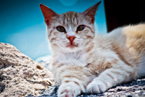 自动攻击网站工具下载